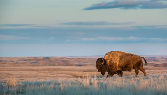 Bison Down Fabric: Properties, Uses, Features, and Sustainability