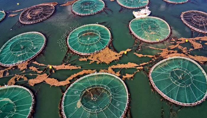 Salmon Farming and Feeding in Controlled Environments