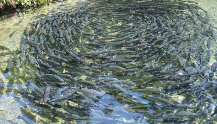 Salmon Farming in Water Beds