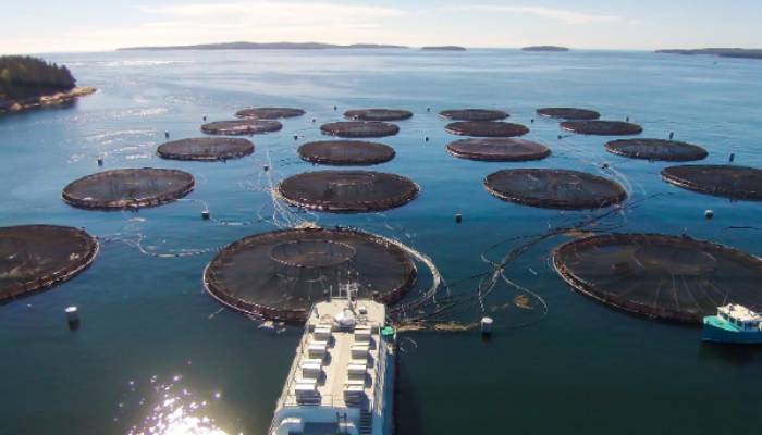 Sustainable Farming and feeding of Salmon in Water Beds