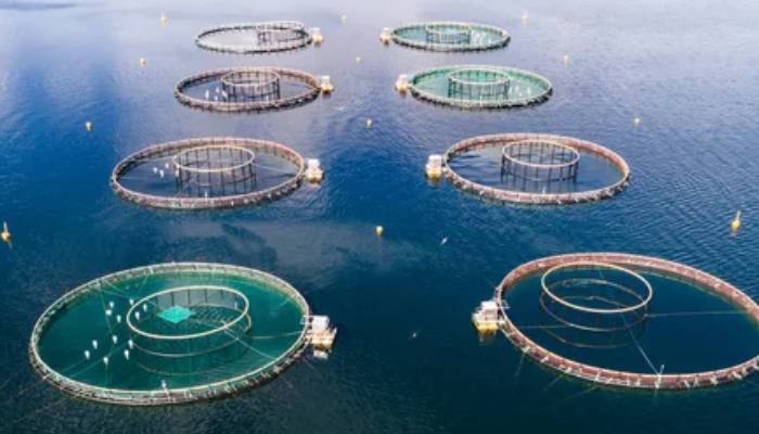 Sustainable Salmon Farming Feeding in Water Beds