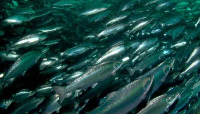 What is Sustainable Salmon? Farmed Vs. Wild Salmon