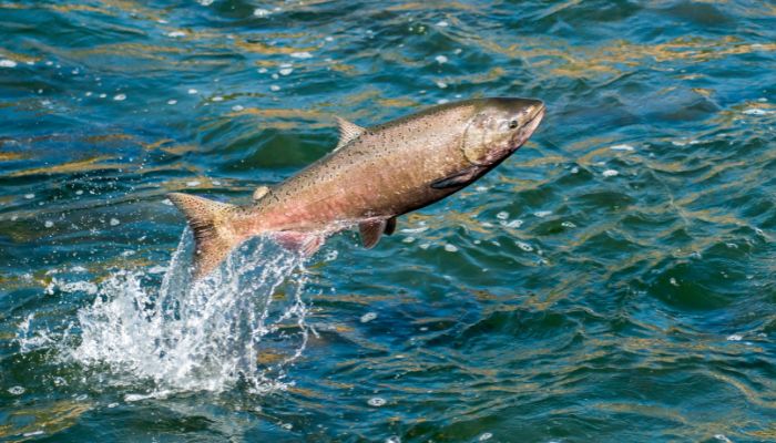 what does sustainable salmon mean