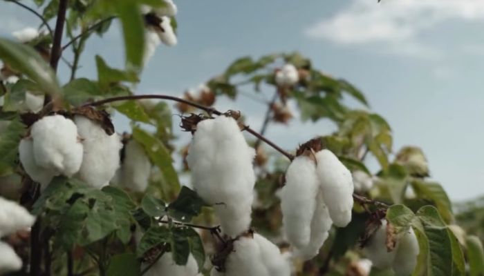 Peruvian Pima Cotton Guide