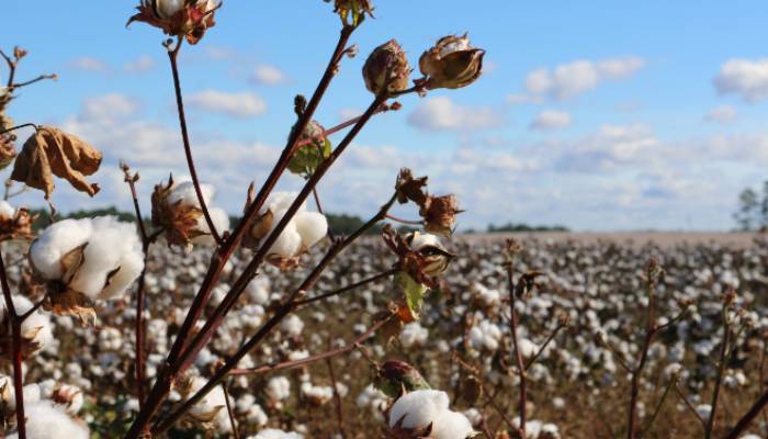 Cultivation of Pima Cotton