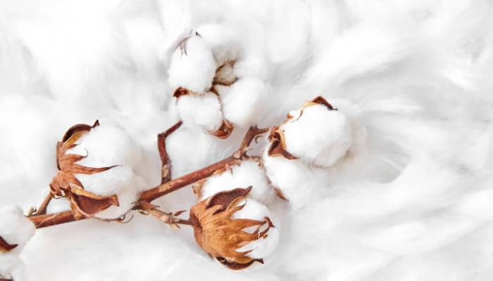 Peruvian Pima cotton from the coastal valleys of Peru