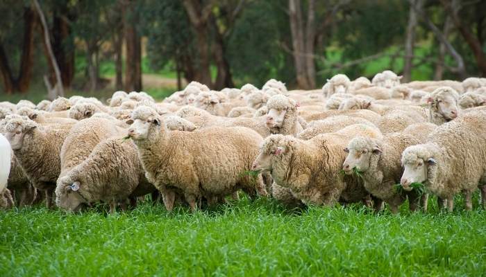 Merino Wool in the grass