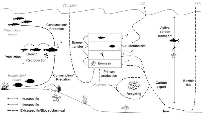 graphical representation of Marine Ecosystems functioning