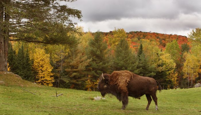 bison down in the forest